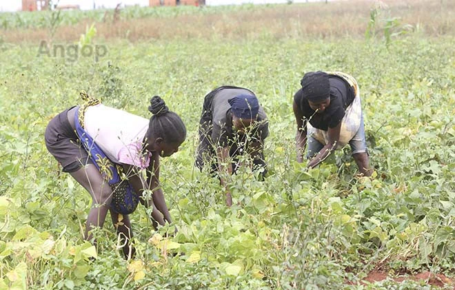 Produção agrícola na cooperativa 1º de Maio na Matala, Huila