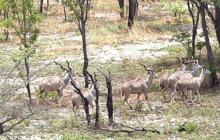 Animais no parque do Bicuar (Arquivo)