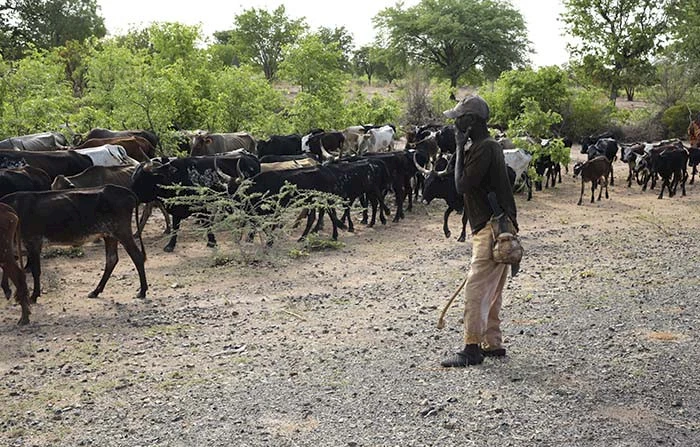 Cuvelai with suspected cases of foot-and-mouth cattle disease