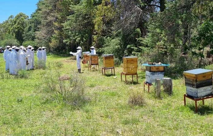 Huila: Aula prática de  maneio do apiário na Humpata