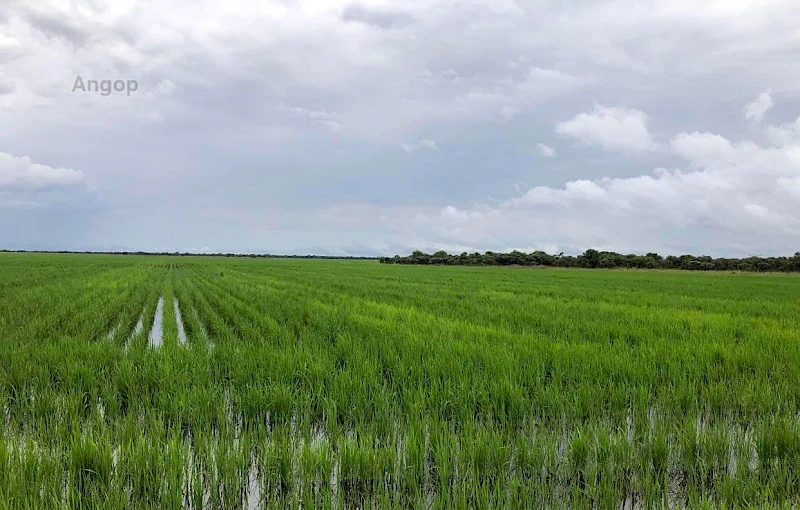 Campo de cultivo (Foto ilustração)