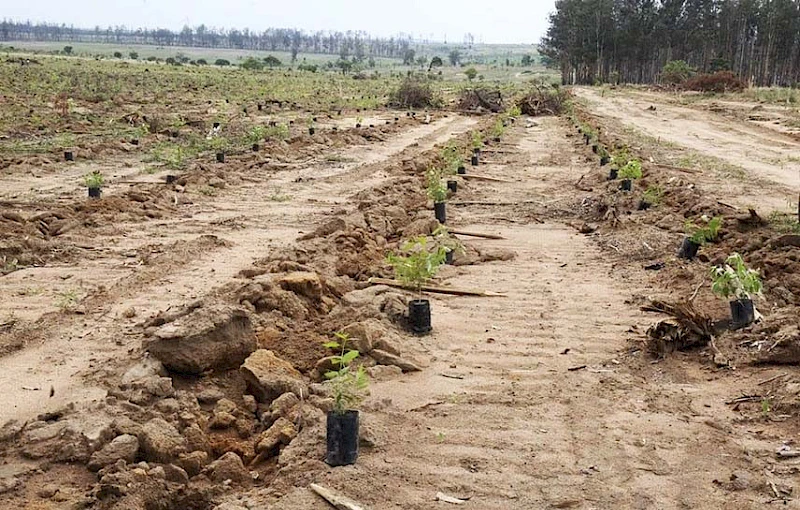 Repovoamento do perímetro florestal do Cuima