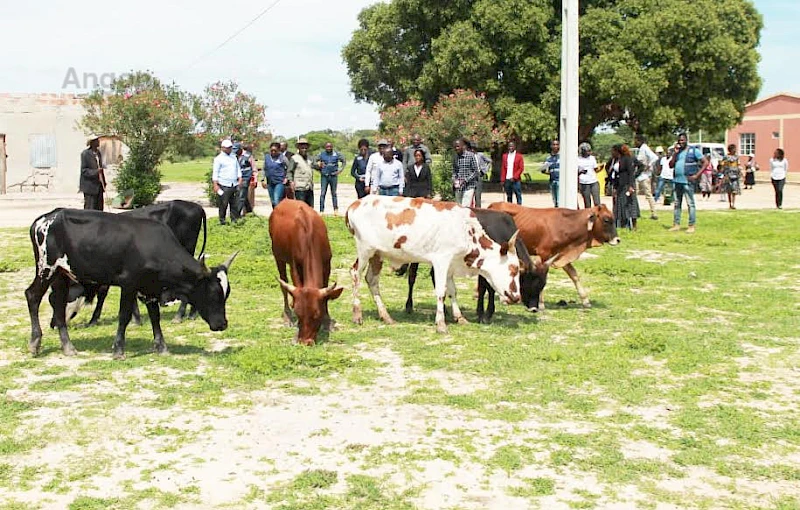 Entrega de animais aos ex-militares no Cunene