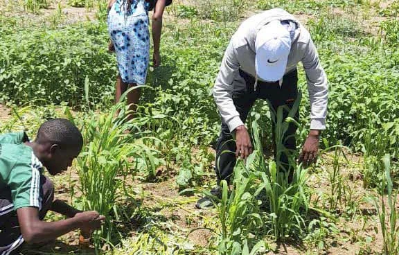 Campo agrícola afectado pela praga de matirindinde na Cahama