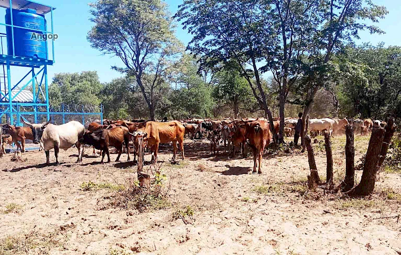 Abertura da campanha de vacinação animal e banho contra carraças 2023/Cunene