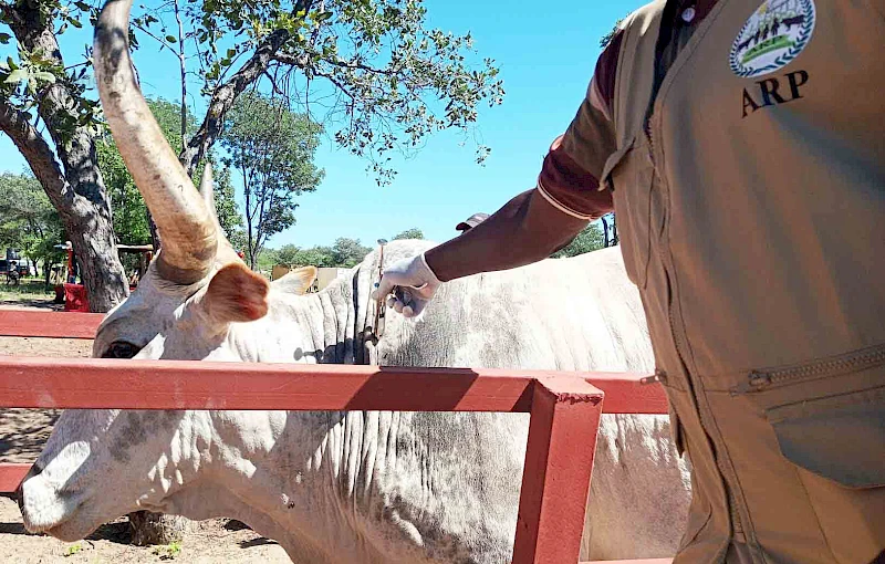 Abertura da campanha de vacinação animal e banho contra carraças 2023/Cunene