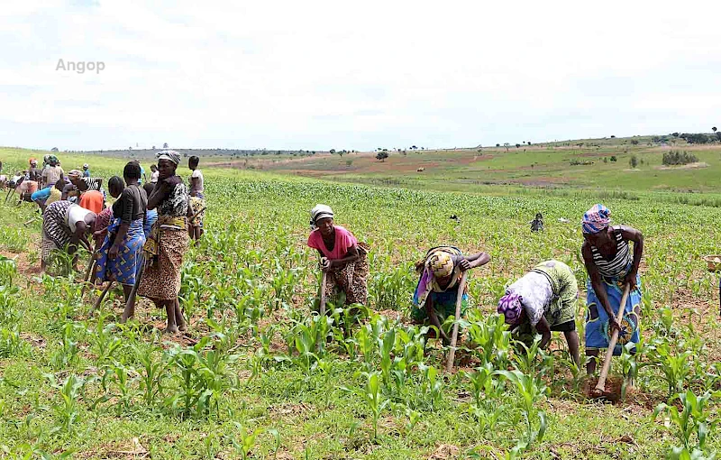 Actividade agrícola na Fazenda Vinevala