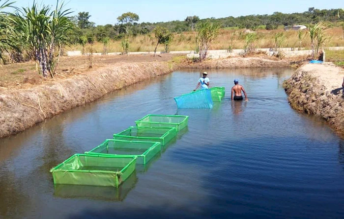 Tanques para criação de alevinos