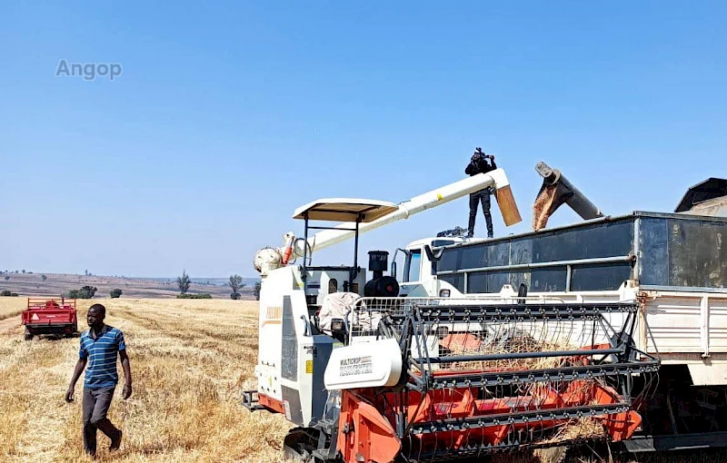 Fazenda Vinevala investe no aumento da produção de trigo