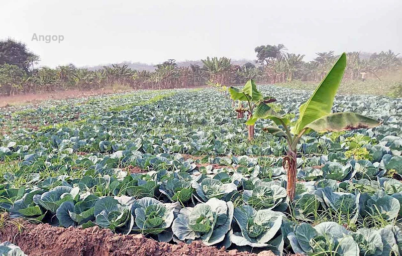 Produção agricola