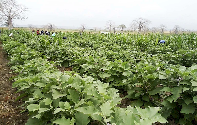 Campos agrícolas no Icolo e Bengo