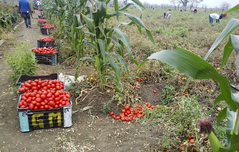 Campos agrícolas