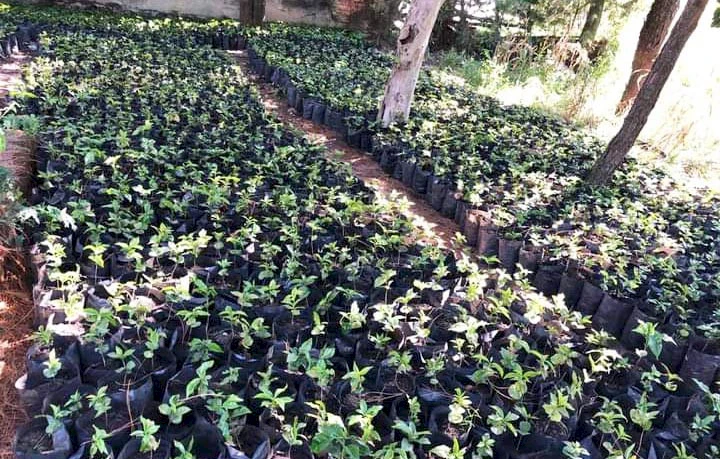 Plants de café arabica