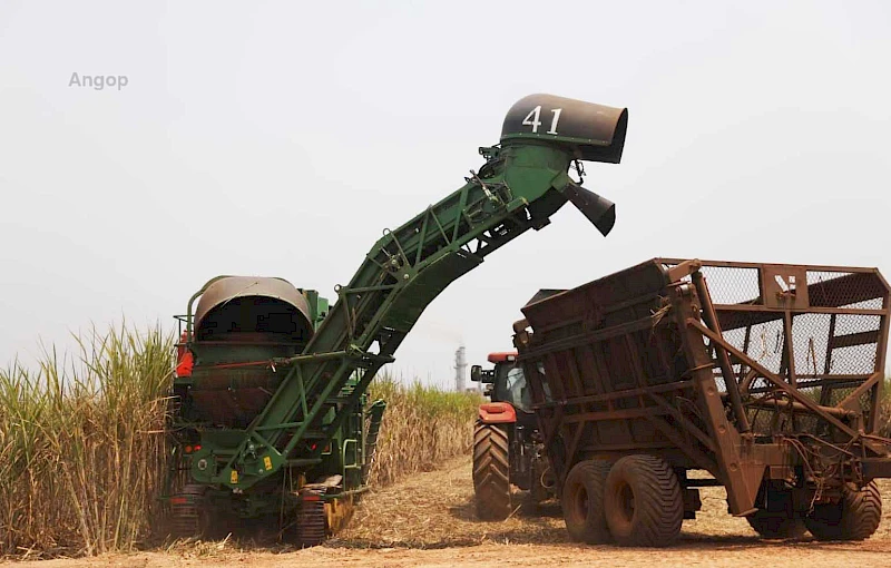 Sugarcane harvesting process at Biocom farm in Malanje