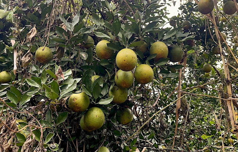 Produção de laranjas na Fazenda Yengue Wuazola Ekanda