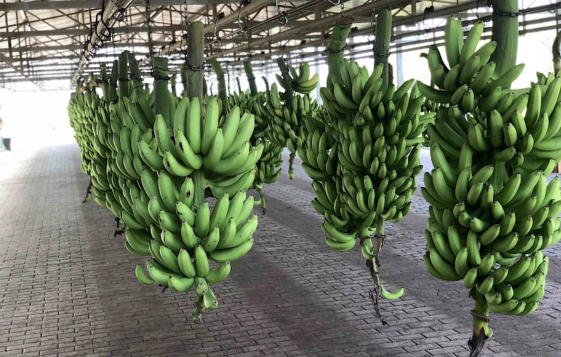 Cachos de banana em preparação