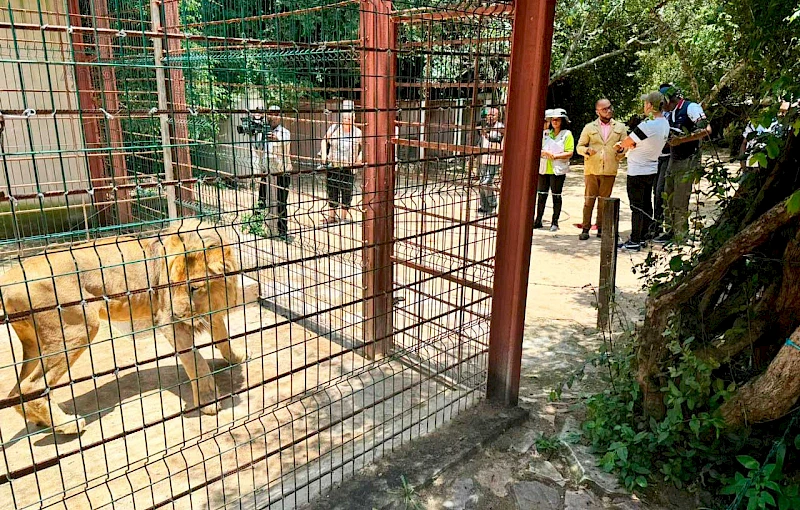 Leão em cativeiro, no Lubango