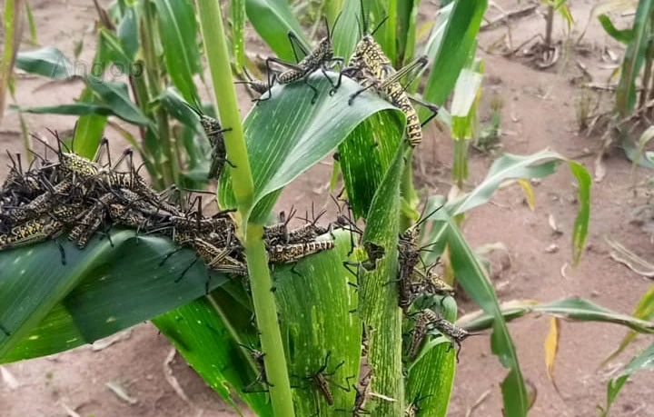 Praga Afecta campos agricolas