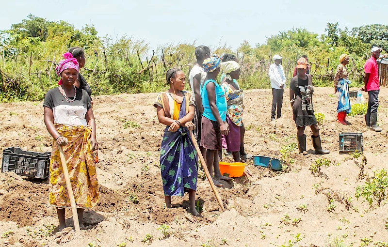 Produção agrícola em Caconda, Huíla