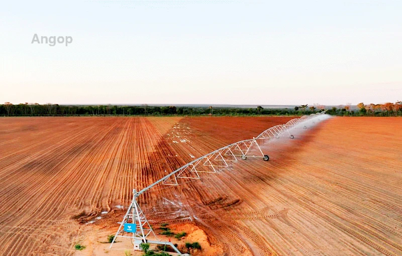 Produção agrícola no Cuvango