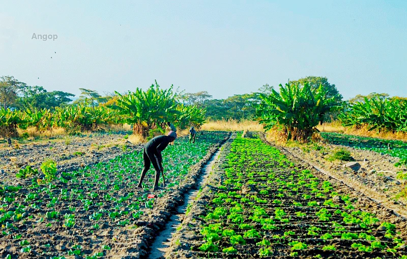 Produção agrícola na Huíla