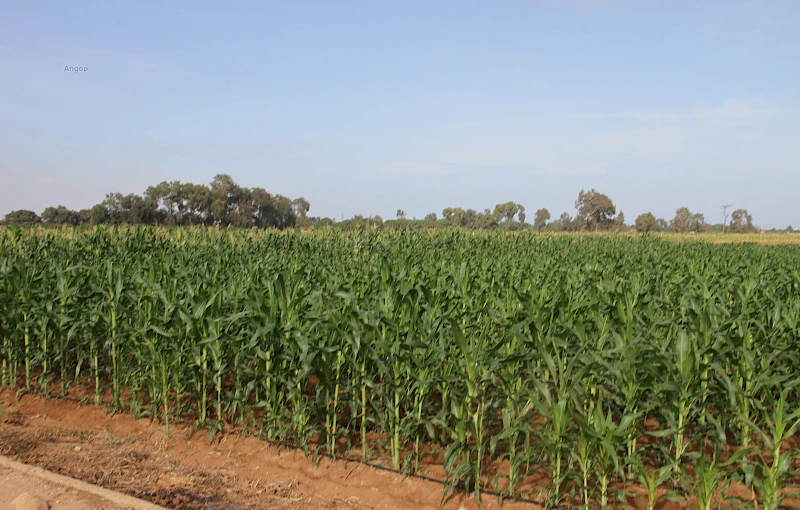 Fazendas agrícolas junto ao rio Bero, na Província do Namibe