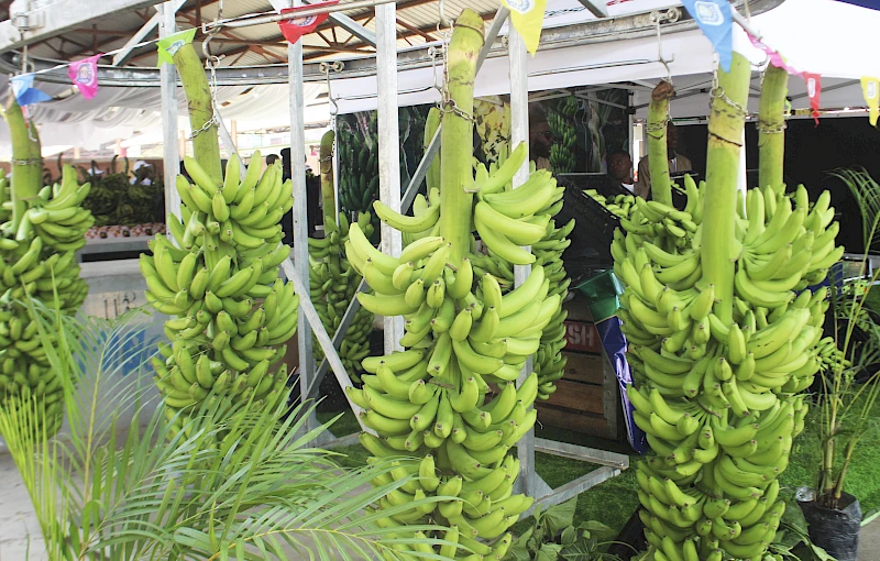 Feira da banana na província do Bengo