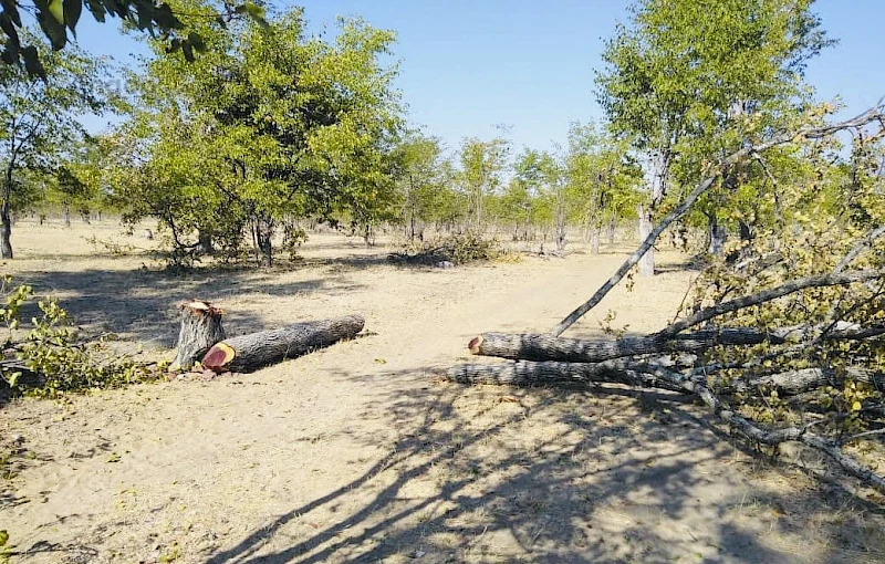 Abate de árvores na área de Ondobe-ya-Kaoli/Ombadja no Cunene