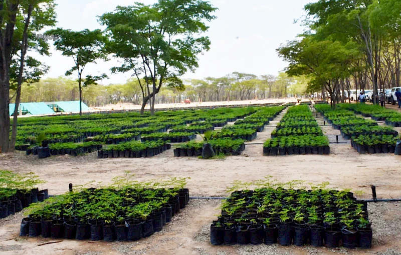 Viveiro de produção de árvores na Huíla