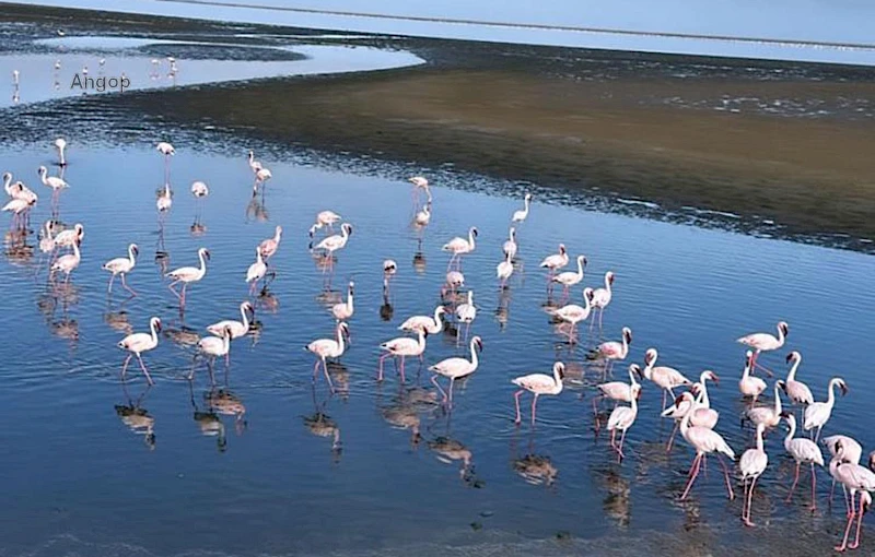 Aves migratórias (Flamingos) no Lobito