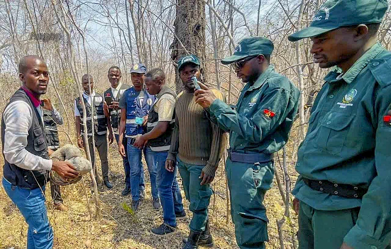 Cunene: Devolução do pagolin ao parque nacional da Mupa