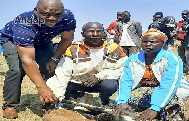 Bié: Família camponesas recebem gado caprino no Chinguar