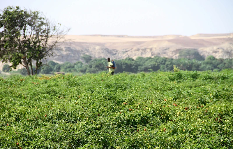 Campo agrícola