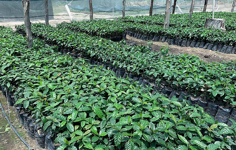 Mudas de café numa das fazendas do país