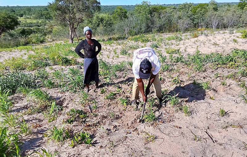 Camponeses empenhados na agricultura