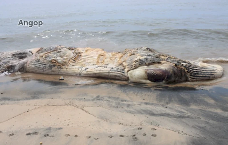 Baleia encalhada no Sumbe, Cuanza Sul