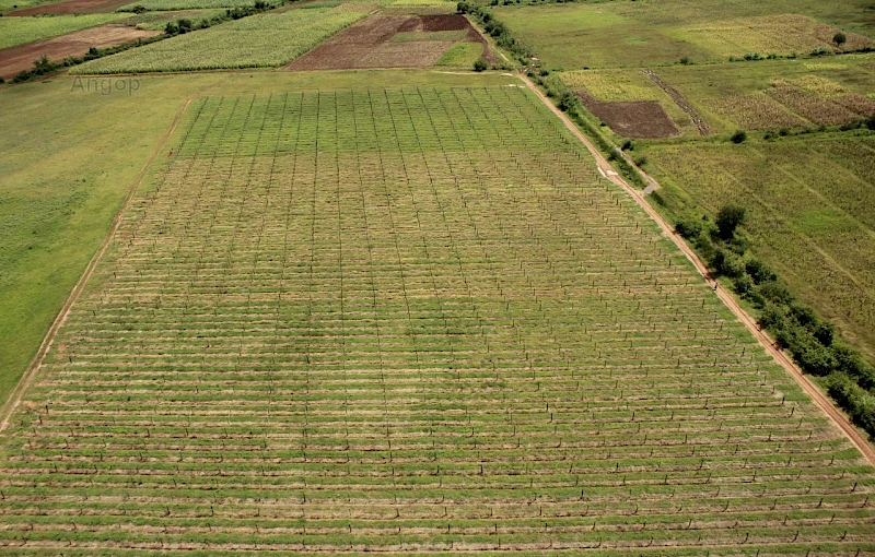 Sector agrícola foi o mais favorecido