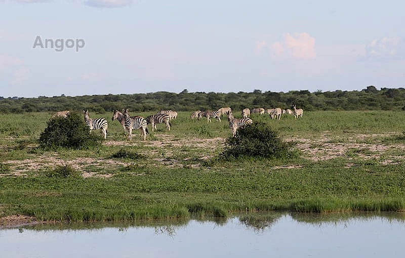 Fauna e flora (Arquivo)