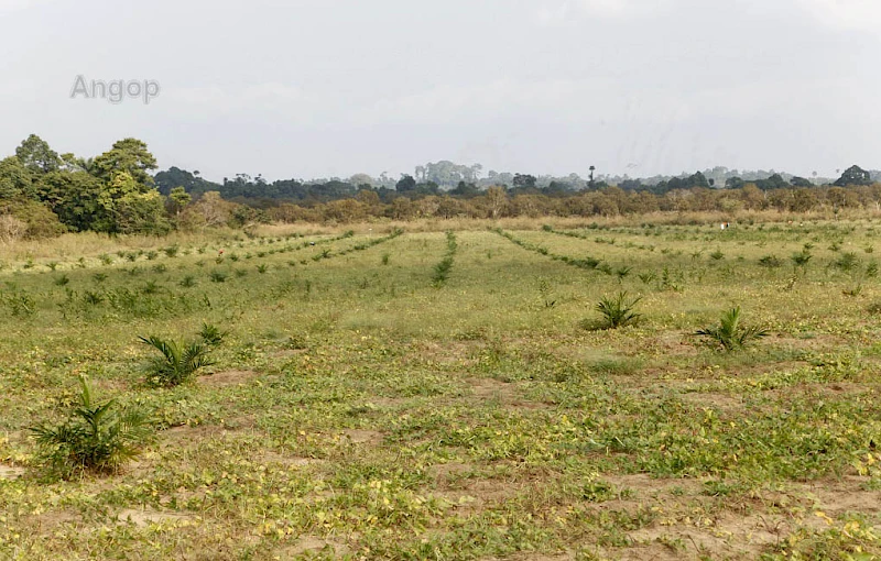 Palmar de abacaxi e feijão Macunde