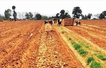 Campos agrícolas (Foto ilustração)