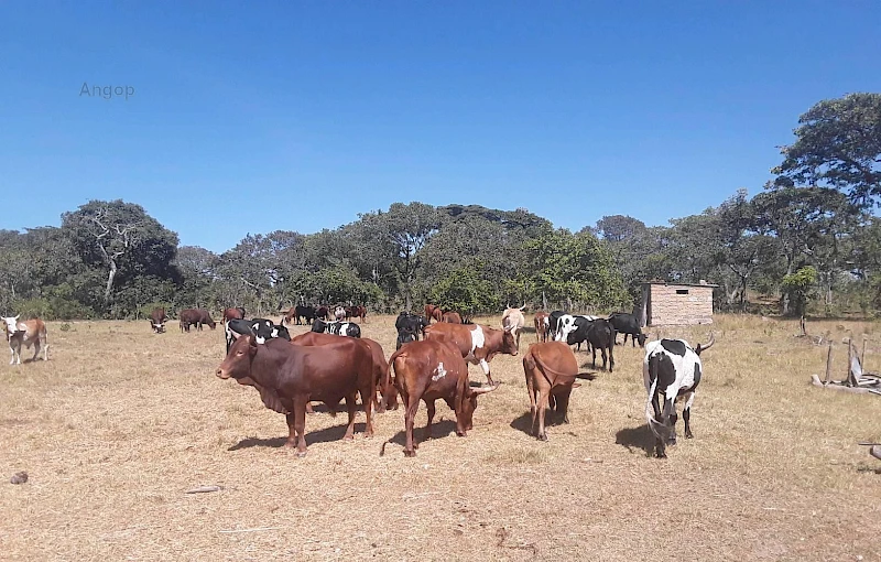 Huila: Gado bovino