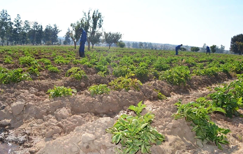 Projecto de produção agrícola dos reclusos em Caluquembe na Huíla