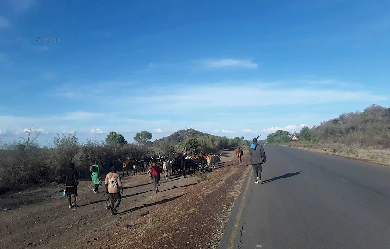 Huila: Gado bovino