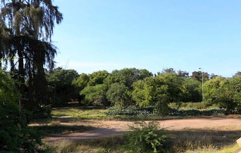 Floresta da Ilha de Luanda