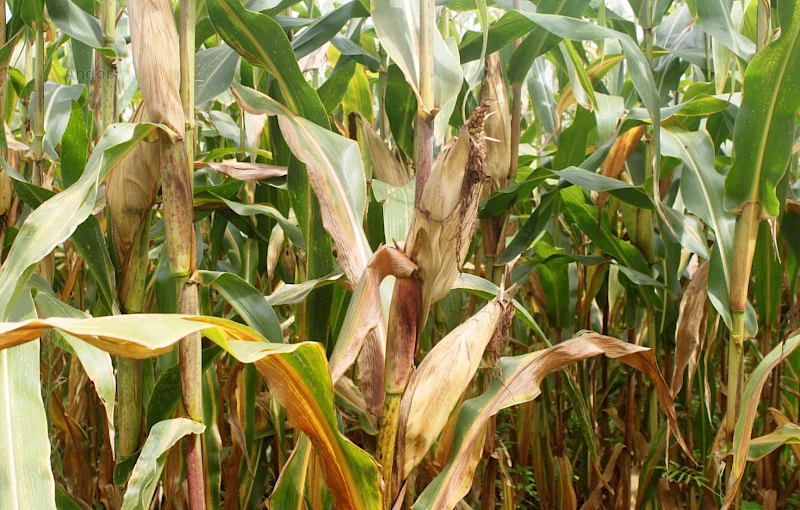 Produção de milho na fazenda Mawete, na província do Uíge