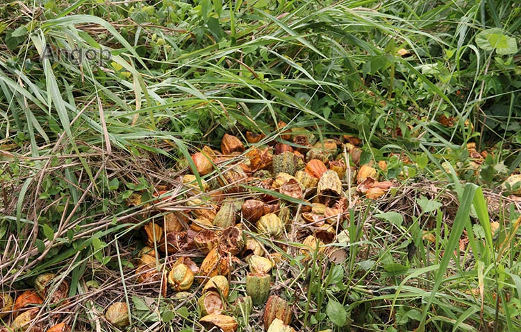 Amostras de Cacau  na floresta de Maiombe