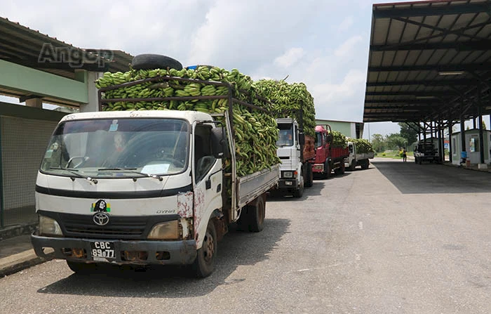 Transporte da banana pão do município de Cacongo (Massabi) para a República do Congo Brazzaville