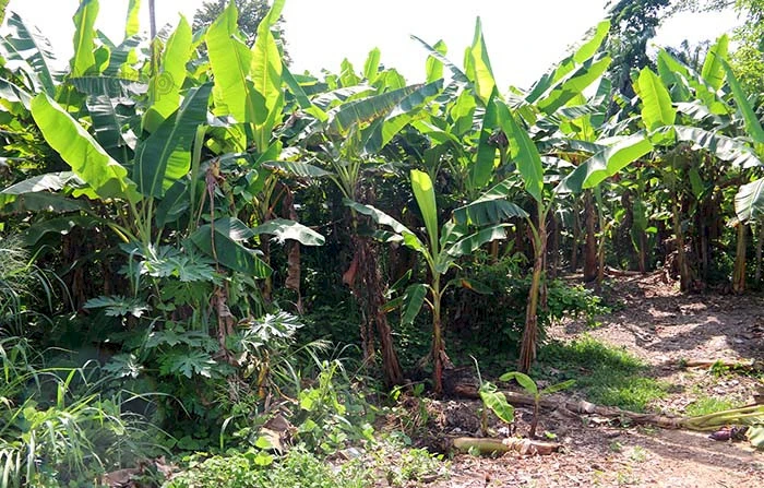 Bananal no municipio de Cacongo em Massabi, província de Cabinda