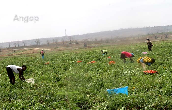 Un champ agricole en Angola