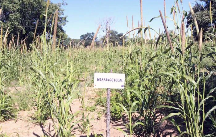 Cultivo de massango na província do Cunene